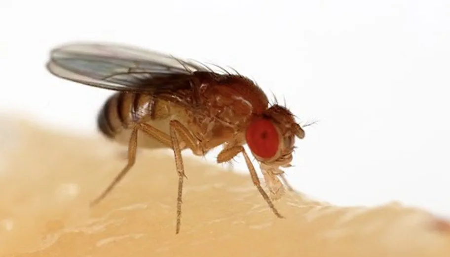 Sample image of a fruit fly