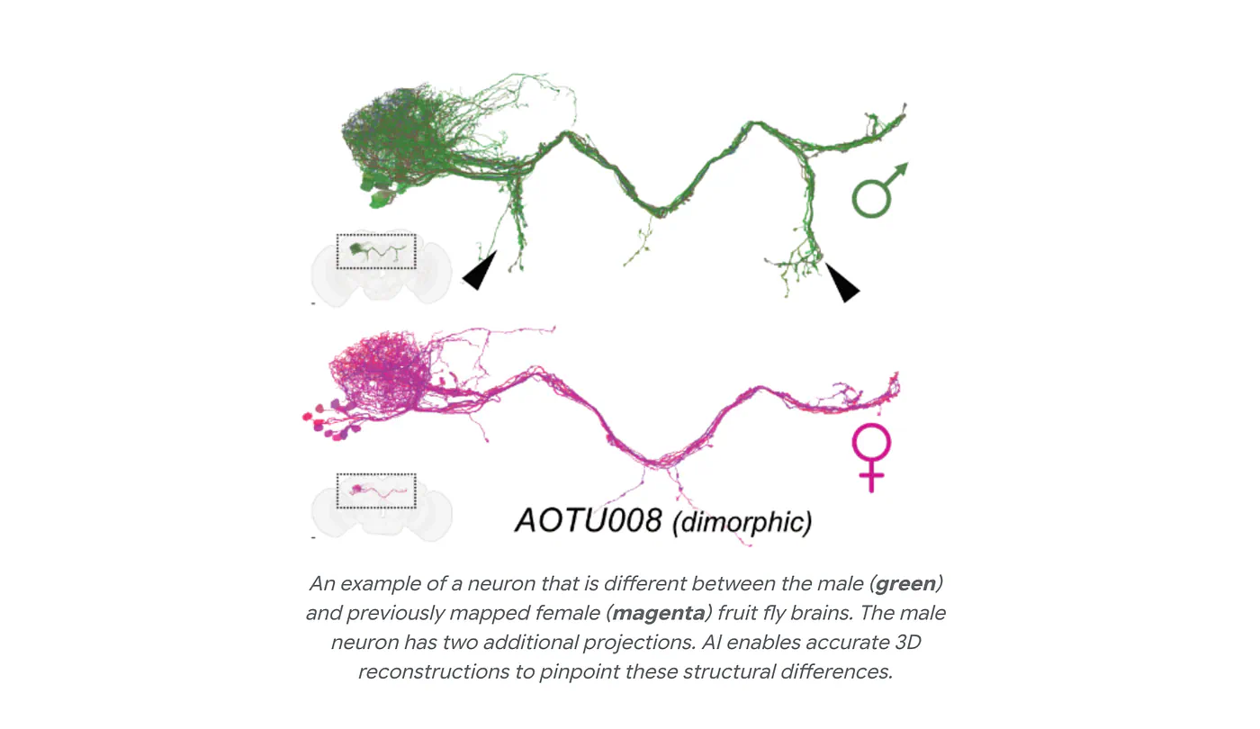 Male and female AOTU008 neurons overlaid, with the male neuron in green and female neuron in magenta.