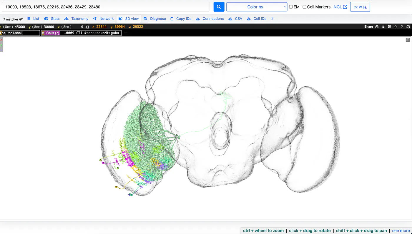 The Male CNS project simulation of a fruit fly’s brain