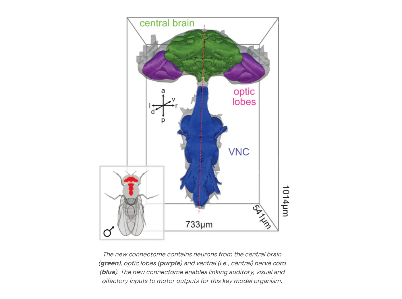 Labeled diagram showing the central brain in green, optic lobes in purple, and ventral nerve cord in blue.