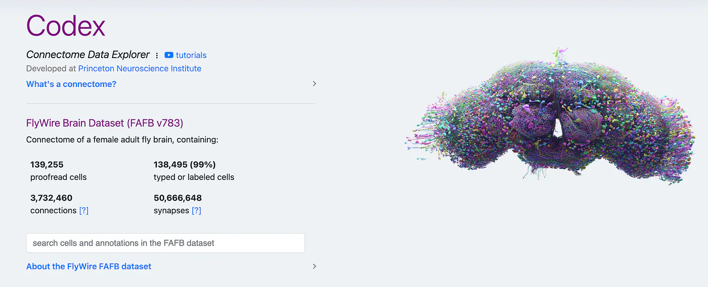Connectome data explorer of a FlyWire brain dataset